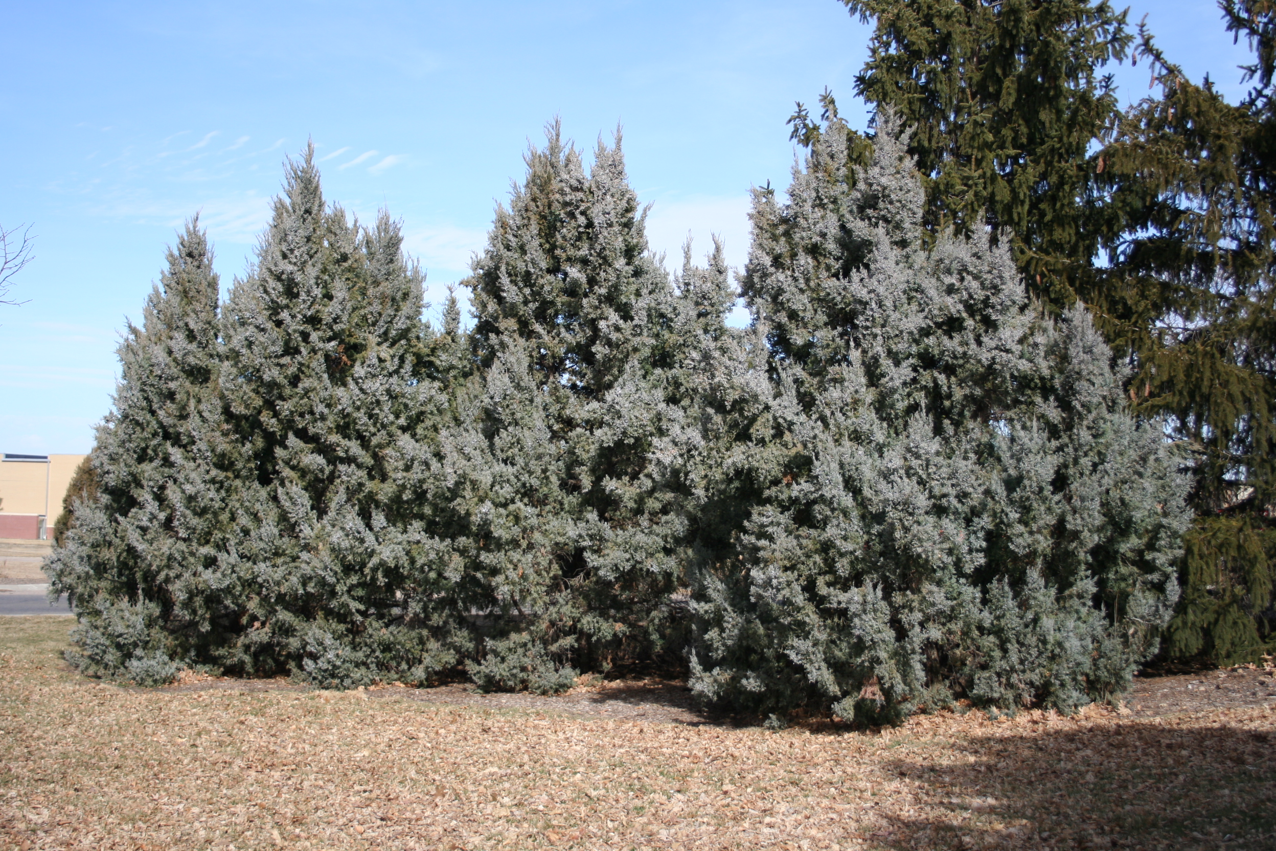 Common Juniper, Montain Juniper