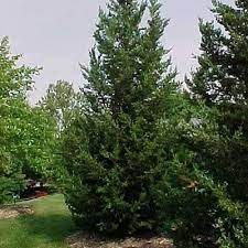Chinese Juniper, Hetz Chinese Juniper Hetzii