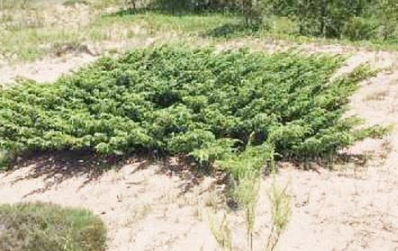 Common Juniper, Ground Juniper, Mountain Juniper
