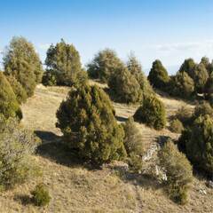 Incense Juniper, Spanish Juniper
