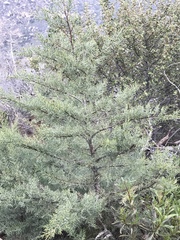 Nevada Cypress, Piute Cypress