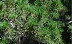 Bolander Beach Pine