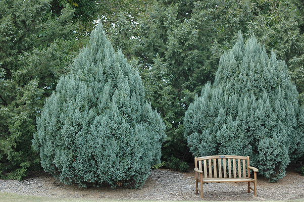 Rocky Mountain Juniper Platinum