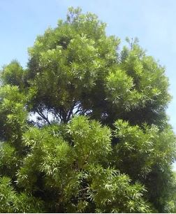 Podocarpus Species, Yellowwood