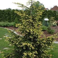 Picea, Caucasian Spruce, Oriental Spruce Aurea