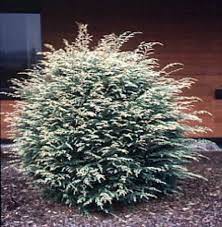 Canadian Hemlock, Eastern Hemlock Gentsch White