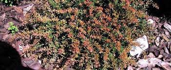 Podocarpus Blaze