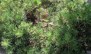 Buddhist Pine, Japanese Yew Select Spreader