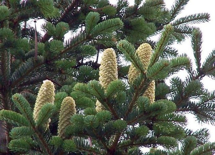 Trojan Fir, Kazdadi Fir, Turkish Fir