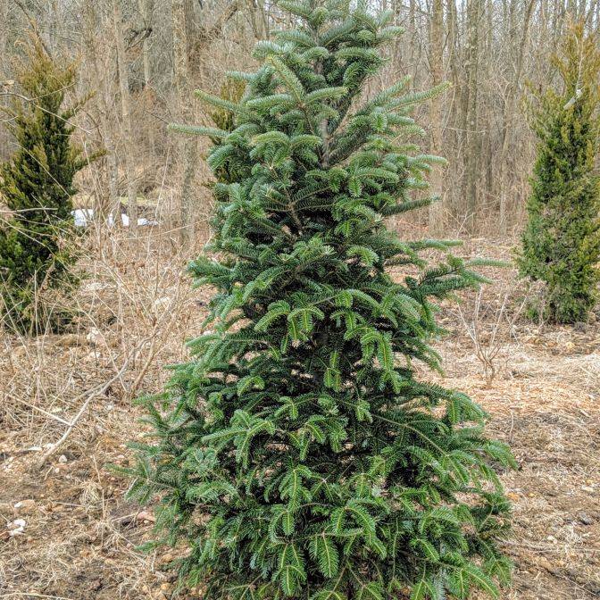 Canaan Fir