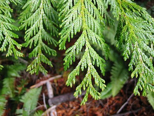 Western Red Cedar, Giant Arborvitae Sunshine