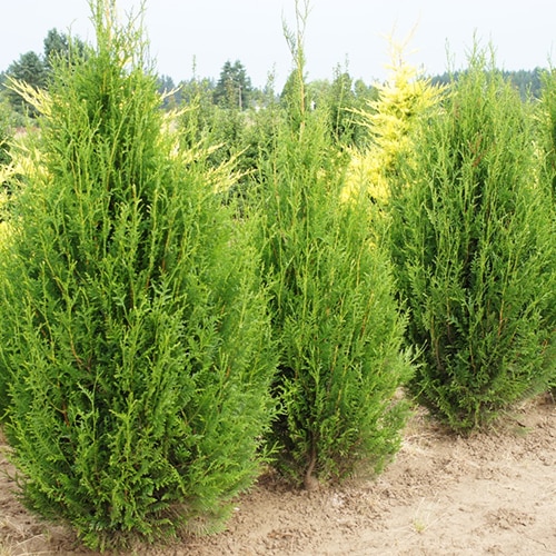 Western Red Cedar, Giant Arborvitae Virescens