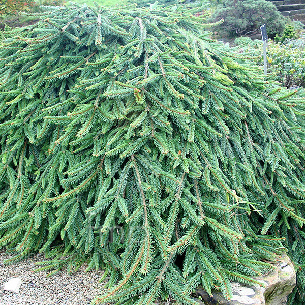 Weeping Norway Spruce Reflexa