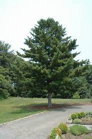 Korean Pine