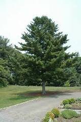Korean Pine