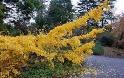 Ginkgo, Maidenhair Tree Pendula