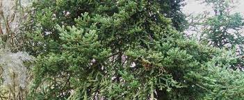 King Boris Fir, Bulgarian Fir, Macedonian Fir