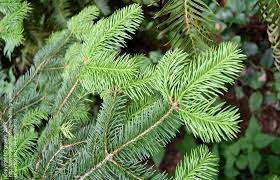 Farges Fir