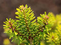 Golden Korean Fir Goldener Traum