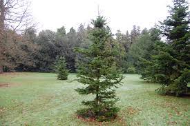 Sakhalin Fir