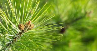 Siberian Fir