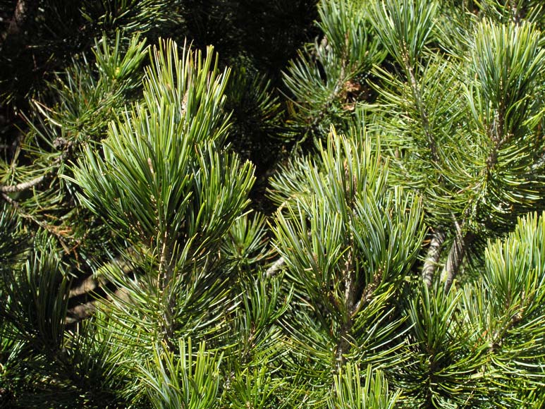 Johannis pine