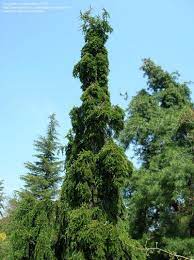European Silver Fir, Swiss Pine Pendula