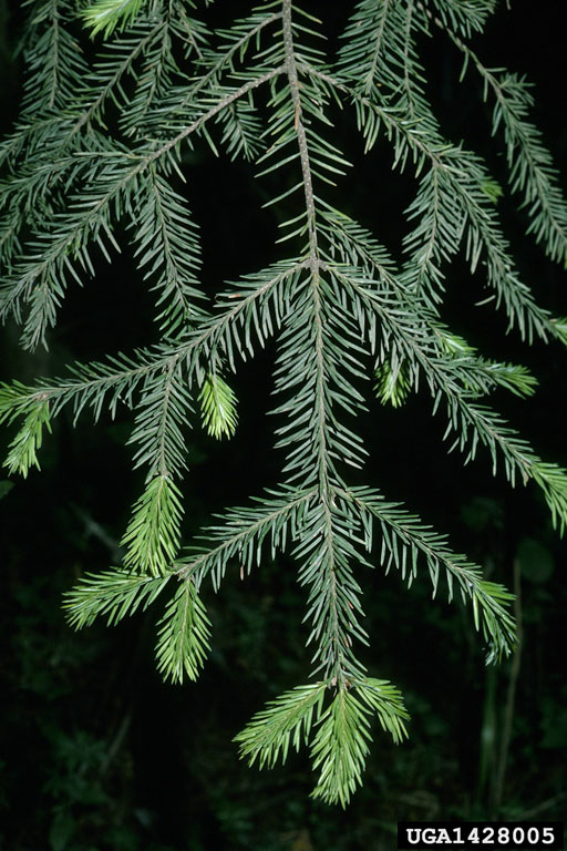 Sacred Fir