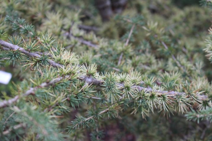 Blue Atlas Cedar Sahara Ice