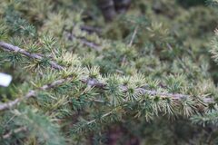 Blue Atlas Cedar 'Sahara Ice'