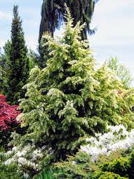 Deodar Cedar, Himalayan Cedar Deep Cove