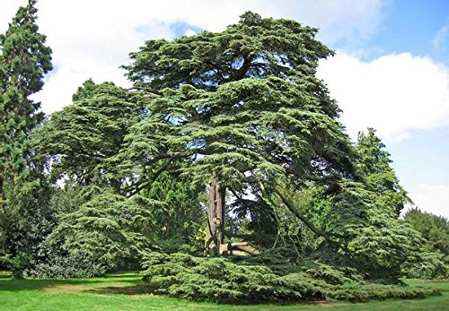 Lebanon Cedar, Cedar of Lebanon Eugene