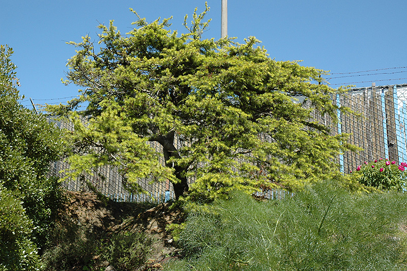 Dwarf Lebanon Cedar, Cedar of Lebanon Nana