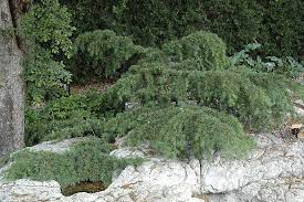 Lebanon Cedar, Cedar of Lebanon Sargentii