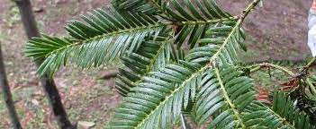 Dwarf Plum Yew, Harrington Plum Yew, Cow-Tail Pine Watnong