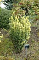 Korean Plum Yew