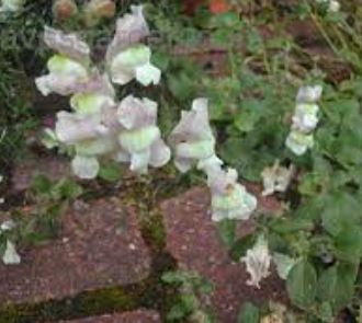 Antirrhinum, Creeping Snapdragon, Trailing Snapdragon Lampion