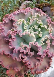 Echeveria Princess Lace