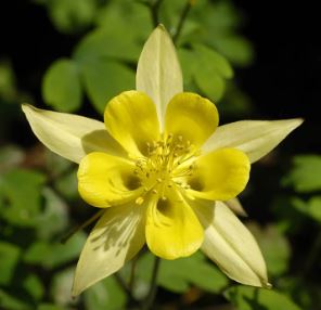 Aquilegia Species, Yellow Columbine, Golden Columbine