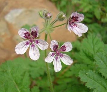 Erodium Species, Caraway-leaved Herons Bill, Storksbill