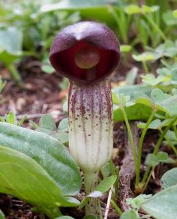 Arisarum Species, Friars Cowl