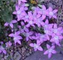 Campanula, Serbian Bellflower, Trailing Bellflower Blue Gown