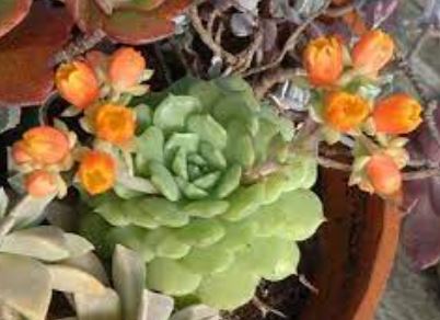 Echeveria Species, Baby Echeveria, Painted Lady