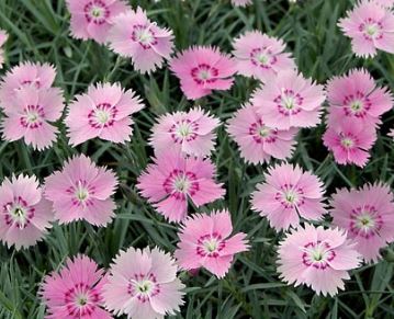 Dianthus, Cheddar Pinks Bewitched