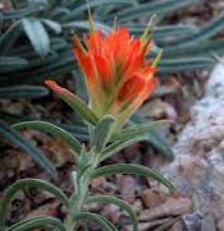 Castilleja Species, Foothills Paintbrush, Squawfeather, Wholeleaf Indian Paintbrush