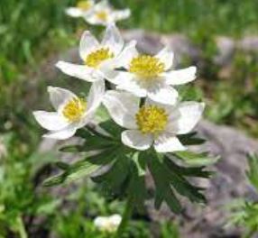 Anemonidium Species, Narcissus Anemone, Windflower
