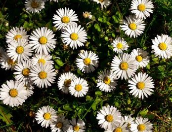 Miniature Daisy
