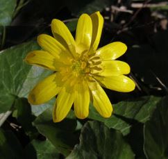 Ficaria, Fig Buttercup, Lesser Celendine, Pilewort Tortoiseshell