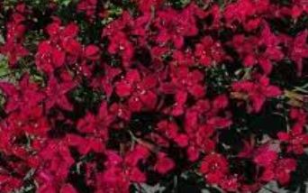 Dianthus, Garden Pinks, Maiden Pinks Flashing Lights
