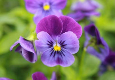 Viola, Horned Violet, Tufted Pansy Penny Orange